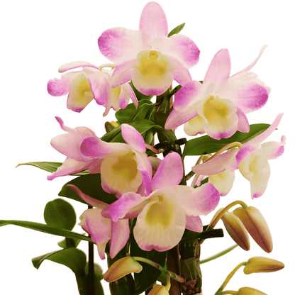 Dendrobium Lucky Girl Rosa Chiaro - 