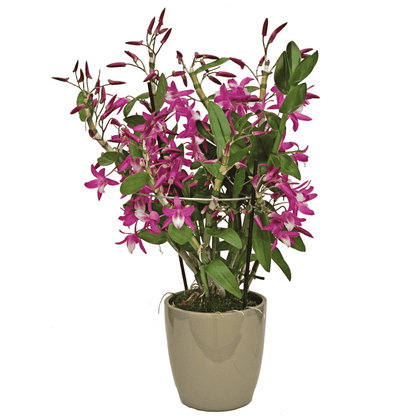 Dendrobium Rainbow Dance - 