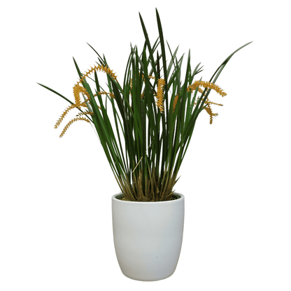 Dendrochilum Wenzellii - 