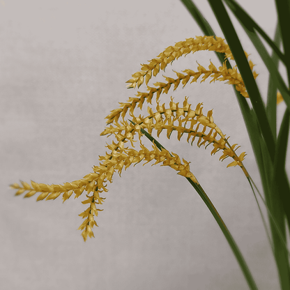 Dendrochilum Wenzellii - 