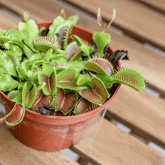 Dionea Muscipula - 