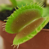 Dionea Muscipula - 