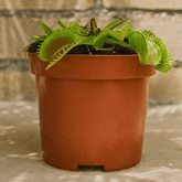 Dionea Muscipula - 