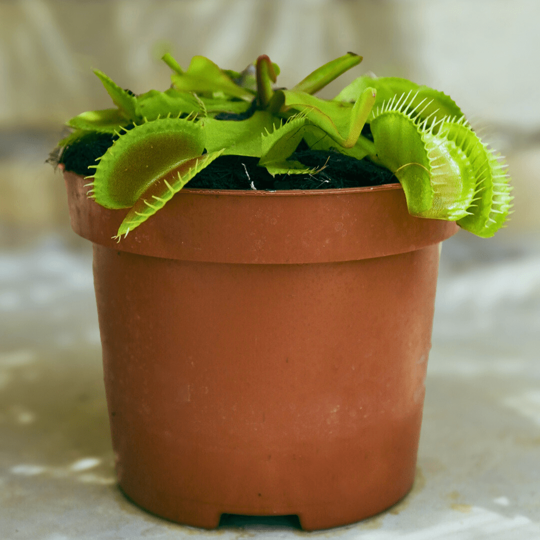 OFFERTA 3 PIANTE CARNIVORE DIONEA MUSCIPULA VASO 9CM Carnivora Insetti Mosche 4558523 OFFERTA 3 PIANTE CARNIVORE DIONEA MUSCIPULA VASO 9CM Carnivora Insetti Mosche 4558523
