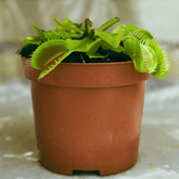 Dionea Muscipula - 