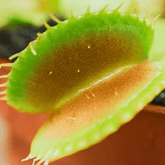 Dionea Muscipula - 