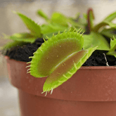 Dionea Muscipula - 