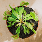 Dionea Muscipula - 
