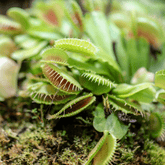 Dionea Muscipula - 