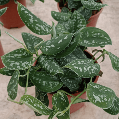 Epipremnum Scindapsus Pictus Ø9 - 