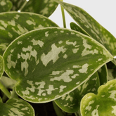 Epipremnum Scindapsus Pictus Ø9 - 