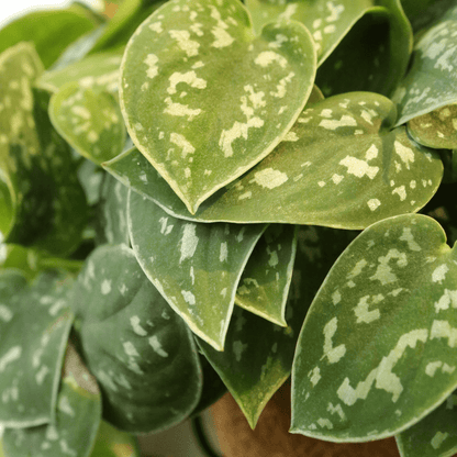 Epipremnum Scindapsus Pictus Ø9 - 