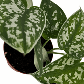 Epipremnum Scindapsus Pictus Ø9 - 