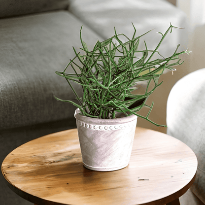 Euphorbia Tirucalli - 