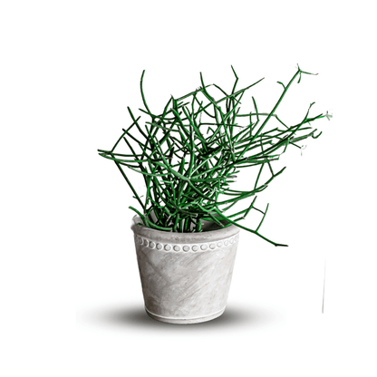 Euphorbia Tirucalli - 