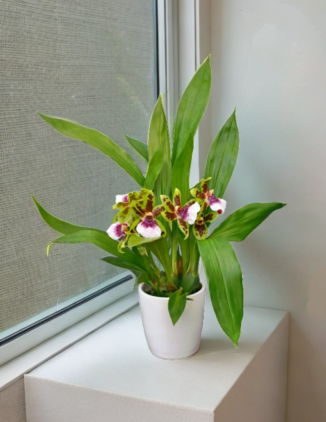 Zygopetalum Ariane