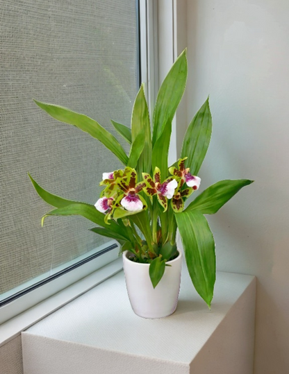 Zygopetalum Ariane