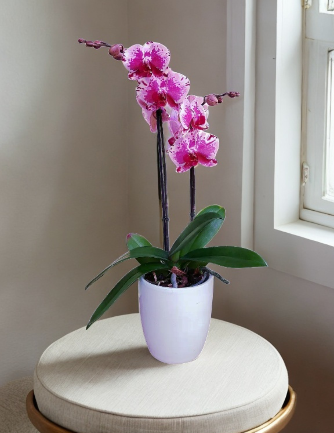 Phalaenopsis Purple Rain Ø12