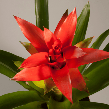 Guzmania - 