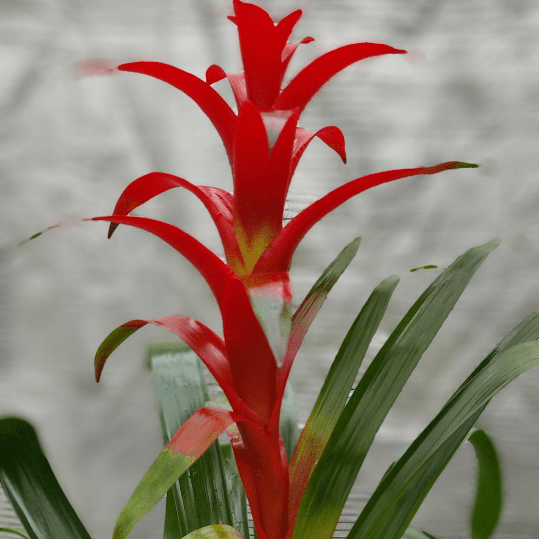Guzmania - 