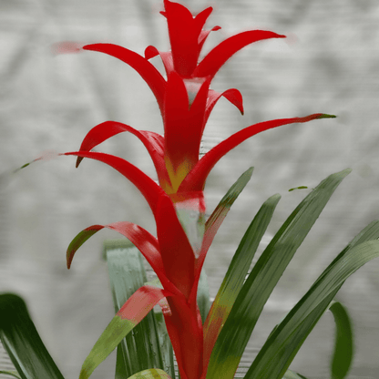 Guzmania - 