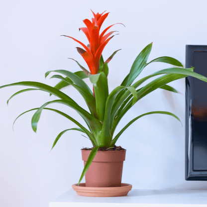 Guzmania - 