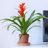 Guzmania - 