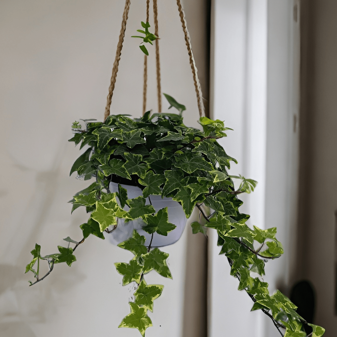 Hedera Helix Variegata Ø18 Baschet - 