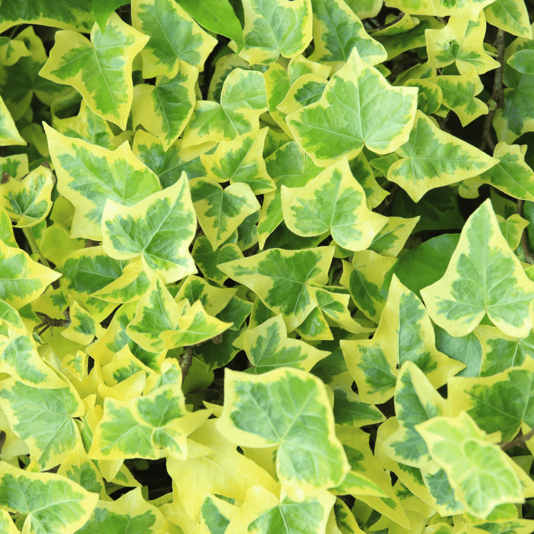 Hedera Helix Variegata Ø18 Baschet - 