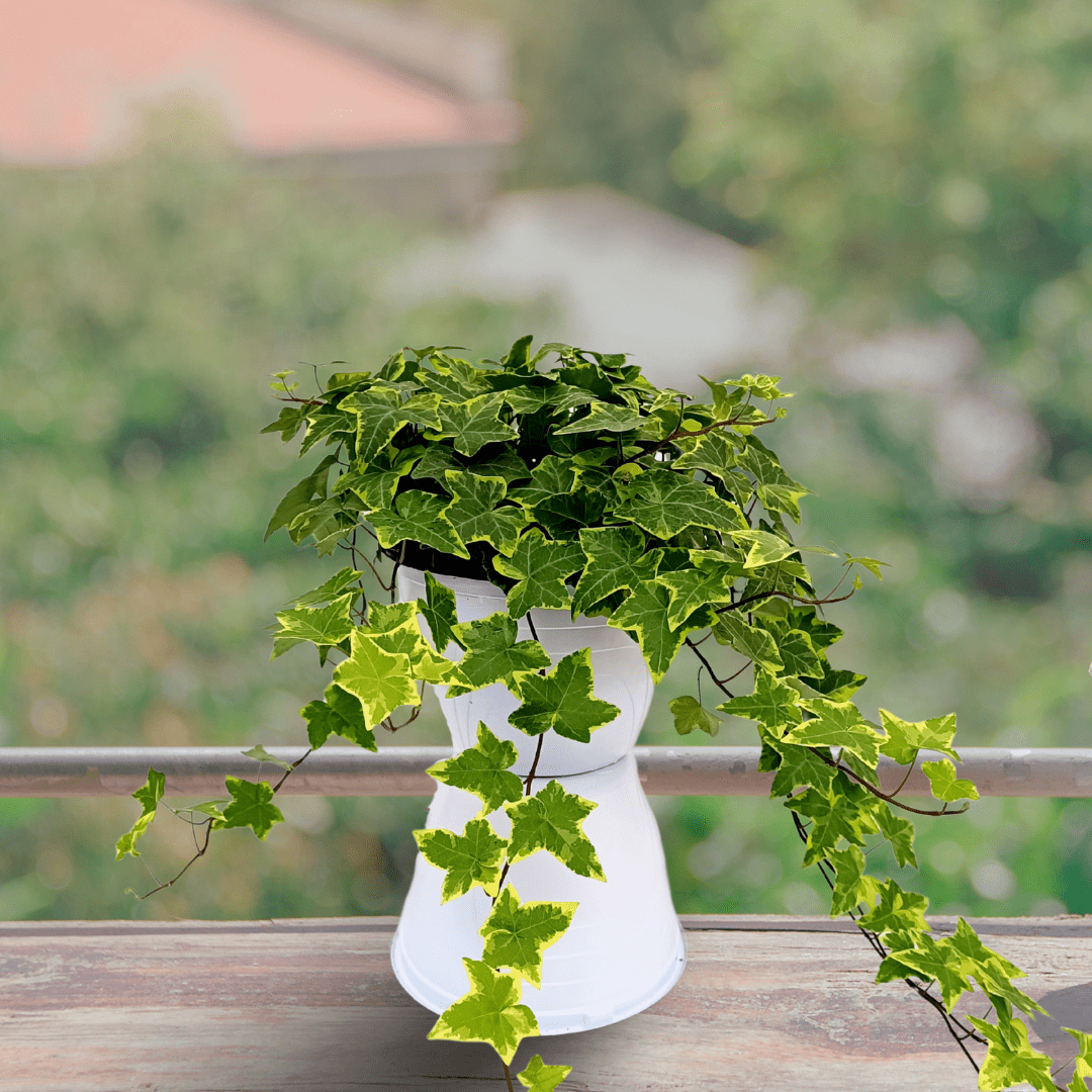 Hedera Helix Variegata Ø18 Baschet - 