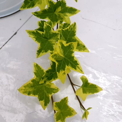 Hedera Helix Variegata Ø18 Baschet - 