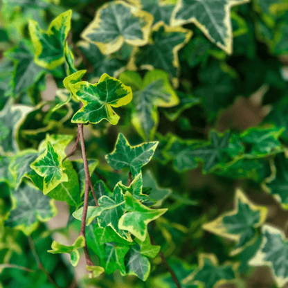 Hedera Helix Variegata Ø18 Baschet - 