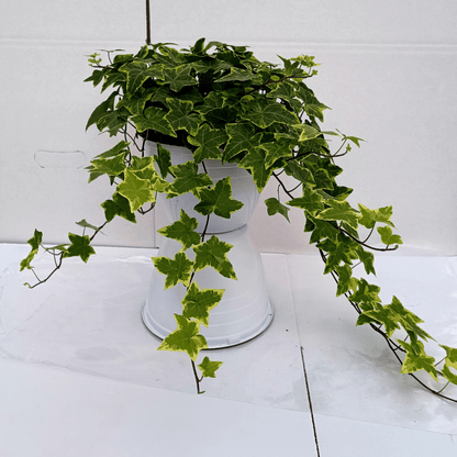 Hedera Helix Variegata Ø18 Baschet - 