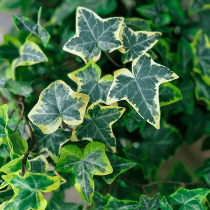 Hedera Helix Variegata Ø18 Baschet - 