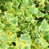 Hedera Helix Variegata Ø9 - 