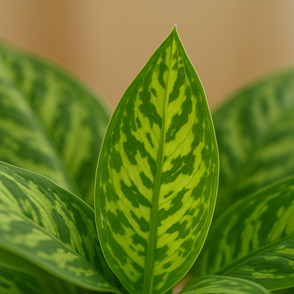 Homalomena Camouflage