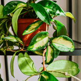 Hoya Carnosa Tricolor Ø14 - 