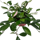 Hoya Carnosa Tricolor Ø14 - 