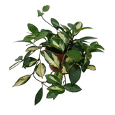 Hoya Carnosa Tricolor Ø14 - 