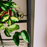 Hoya Carnosa Tricolor Ø14 - 