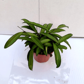 Hoya Carnosa Wayetii - 