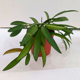 Hoya Carnosa Wayetii - 