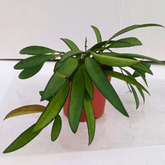 Hoya Carnosa Wayetii - 