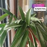 Hoya Carnosa Wayetii - 