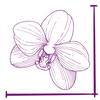 Dimensione Fiore