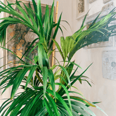 Kentia - 