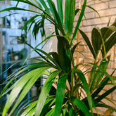 Kentia - 