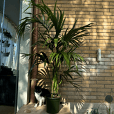 Kentia - 