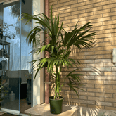 Kentia - 
