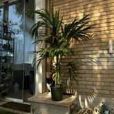 Kentia - 